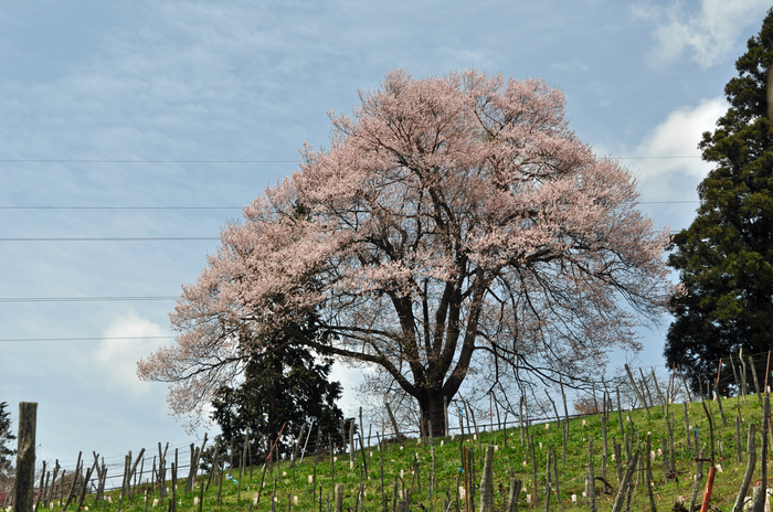 桜の木 06.jpg