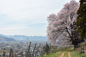 桜の木 08.jpg